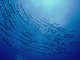 A School of Barracuda Swimming in a Circle Photographic Print by Bill Curtsinger