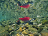 Sockeye Salmon, Also Called Red Salmon, and its Reflection Photographic Print