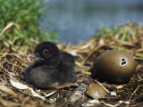 A Common Loon Chick Sits in its Waterside Nest Photographic Print