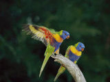 Brightly Colored Lorikeets Perch on a Branch Photographic Print