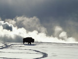 An American Bison Covered in a Coat of Snow Photographie par Norbert Rosing