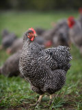 A Barred Plymouth Rock Chicken Free Ranging at a Farm in Kansas Photographic Print by Joel Sartore