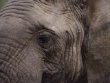 Close-up of an African Elephant Lámina fotográfica