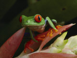 Rainette aux yeux rouges, Costa Rica Photographie