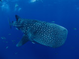 A Whale Shark Photographie