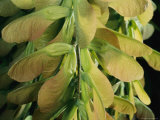 A Close View of Japanese Maple Seed Pods Photographic Print