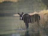 A Cow Moose Stands in a Patch of Reeds at the Edge of a Lake Photographic Print