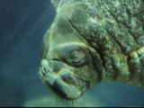 Walrus at Point Defiance Zoo Photographic Print