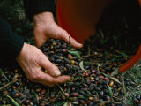Olives are Harvested for Olive Oil Production Photographie