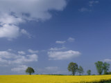 Blue sky covers a yellow field dotted with green trees Lámina fotográfica