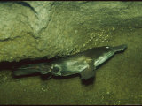 An Underwater View of a Platypus Photographic Print