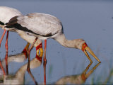 A Yellow-Billed Stork on the Hunt in Shallow Water Photographic Print