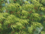 Flowering Japanese Maple Tree (Acer Palmatum) Blowing in the Wind Photographic Print