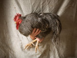 A Barred Plymouth Rock Chicken in Front of a Burlap Background Photographic Print