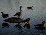 Geese on and Around a Rock in a Marsh Photographic Print