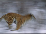 A Siberian Tiger at the Minnesota Zoological Garden Photographic Print by Michael Nichols