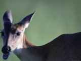 A White-Tail Deer Opens It's Mouth as If It were About to Speak Photographic Print by Joel Sartore