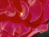A Close View of a Rose Photographic Print by Todd Gipstein