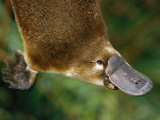 Vue plongeante sur un ornithorynque Photographie