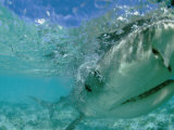 A Tiger Shark Hunting for an Albatross Fledgling to Eat Photographic Print by Bill Curtsinger