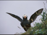 A tufted puffin spreads its wings Lámina fotográfica A tufted puffin spreads its wings Lámina fotográfica