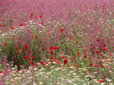 Wildflower Farming on a Kibbutz in Springtime Photographic Print