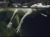 A Rare White Alligator in the Louisiana Swamp Exhibit Photographic Print by Michael Nichols