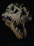 Skull of a Tyrannosaurus Rex Photographic Print by Ira Block