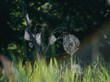 Spiderwebs Covered in Dew Photographic Print