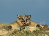 Two Young Arctic Foxes Nip Each Other in a Play-Fight Photographic Print