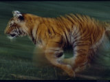Running Tiger Photographic Print by Michael Nichols