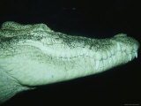 A Saltwater Crocodile Swims Through the Dark Water Photographic Print by Jason Edwards