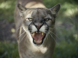 A Mountain Lion Hisses at the Camera Photographic Print