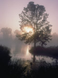 The Sun Shines Through Early-Morning Fog onto Water Bordered by Trees and High Grass Photographie