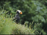 A Tufted Puffin Photographic Print