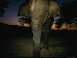 Tethered Asian Elephant Photographic Print by Michael Nichols