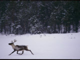 A Bull Caribou Running Across a Snowy Field Photographic Print