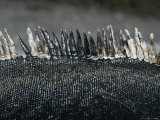 Close View of the Scales of a Marine Iguana Photographic Print