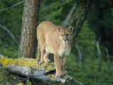 A mountain lion balances on the trunk of a fallen tree Lámina fotográfica A mountain lion balances on the trunk of a fallen tree Lámina fotográfica