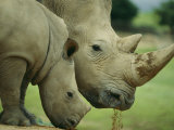 A southern white rhino at the San Diego Wild Animal Park Lámina fotográfica