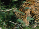 A Jaguar Moves in the Brush Photographic Print