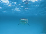 A Tiger Shark Swims Toward the Camera Photographic Print by Bill Curtsinger