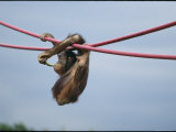 Male orangutan climbing on ropes Lámina fotográfica Male orangutan climbing on ropes Lámina fotográfica