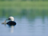A Pacific Loon Feeds its Chick on a Serene Lake in Alaska Photographic Print