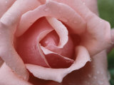 Gros plan du haut d'une rose rose Photographie par Todd Gipstein