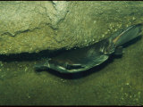An Underwater View of a Platypus Photographic Print by Nicole Duplaix