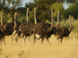 A flock of ostriches Lámina fotográfica A flock of ostriches Lámina fotográfica