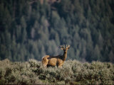 A Young Buck with His Antlers in Velvet Photographic Print