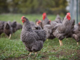 A Barred Plymouth Rock Chicken Free Ranging at a Farm in Kansas Photographic Print
