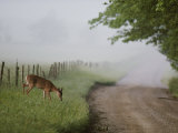 A White-Tailed Deer Feeds by a Dirt Road at Cades Cove Photographic Print by George F. Mobley